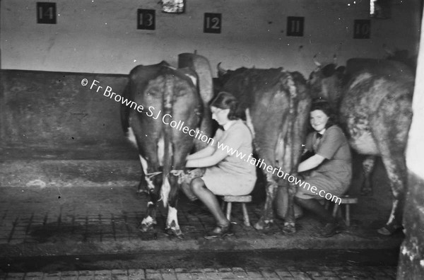 PRESENTATION CONVENT  MILKING IN THE BYRE